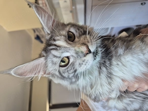 Maine Coon cu pedigree - imagine 3