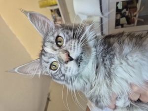 Maine Coon cu pedigree - imagine 4