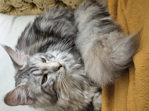 Maine Coon cu pedigree
