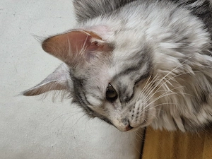 Maine Coon cu pedigree - imagine 2