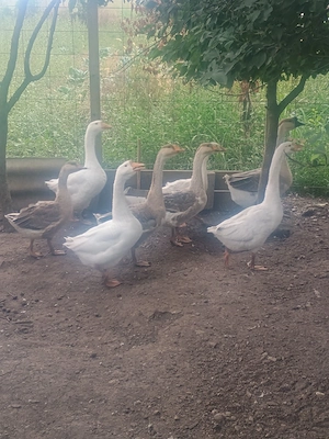Vor alți stăpâni 