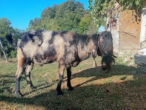 vând sau schimb țap anglo nubian 