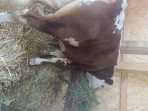 Vând taur bălțat românesc 