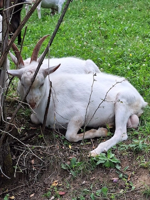 Vând țapi saanen