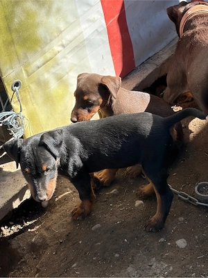 Pereche JagdTerrier jagd terrier - imagine 4