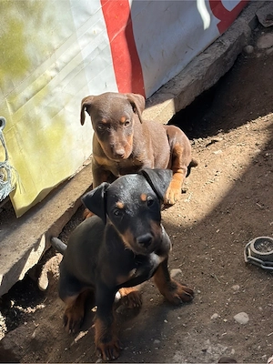 Pereche JagdTerrier jagd terrier - imagine 3