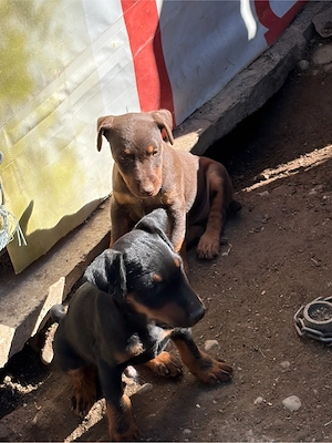 Pereche JagdTerrier jagd terrier - imagine 2