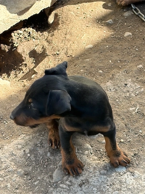 Pereche JagdTerrier jagd terrier - imagine 5