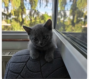 Motanei British Shorthair  - imagine 3