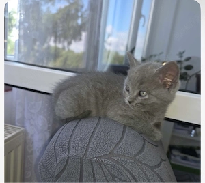 Motanei British Shorthair 