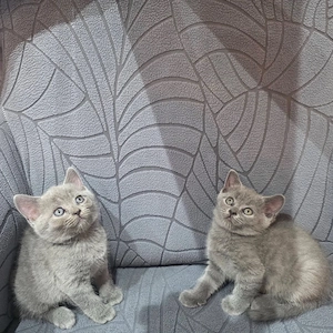 Motanei British Shorthair  - imagine 5