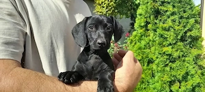 Fetița teckel neagra