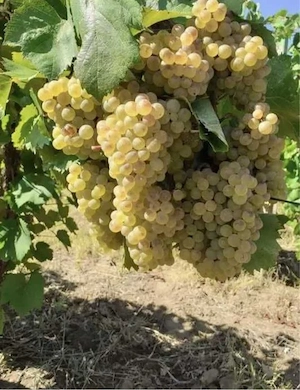 struguri de masa 