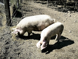 Vând. Purcei.soldani.si porci mari 