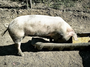 Vând. Purcei.soldani.si porci mari  - imagine 3