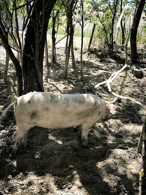 Vând. Purcei.soldani.si porci mari  - imagine 4