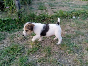 Catei fox terrier