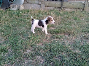 Catei fox terrier - imagine 3