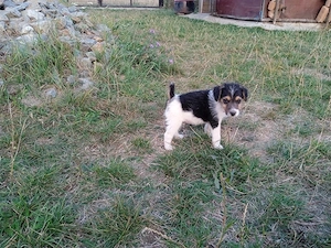 Catei fox terrier - imagine 5