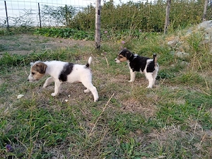 Catei fox terrier - imagine 2