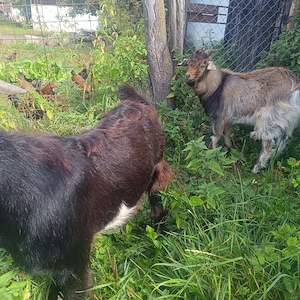 Țăpici de anul acesta