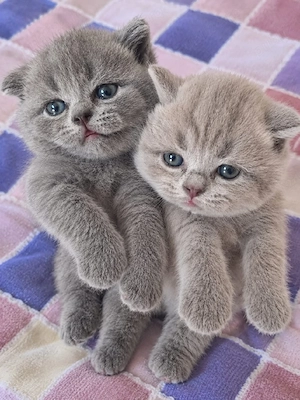  British shorthair  - imagine 4