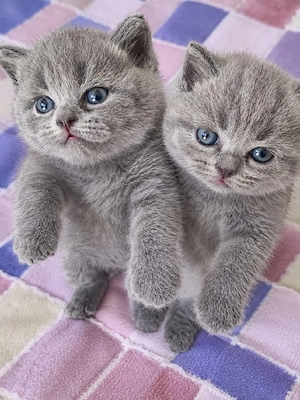  British shorthair  - imagine 2