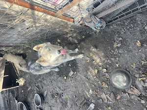 Vând Husky și Malamut de Alaska - imagine 2