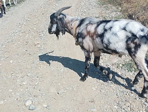 vând țap anglo nubian