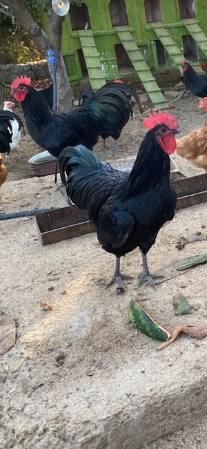 cocosei austrolop de vanzare