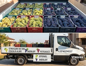 Struguri pentru Vin transport gratuit 