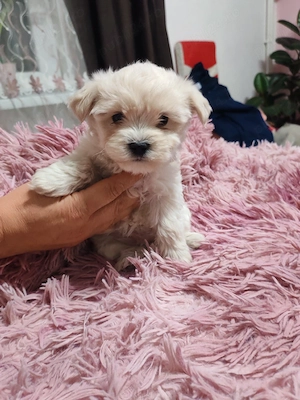 Cățeluși bichon maltez  - imagine 2