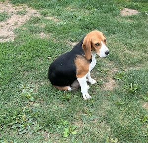 Donez Catelusa Beagle