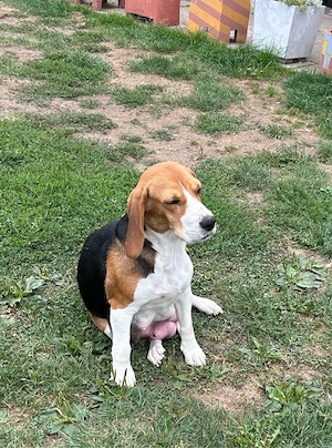 Donez Catelusa Beagle - imagine 3