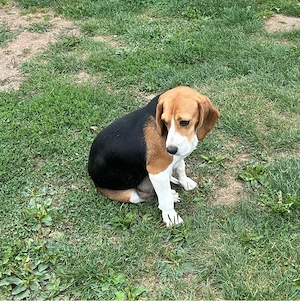 Donez Catelusa Beagle - imagine 2