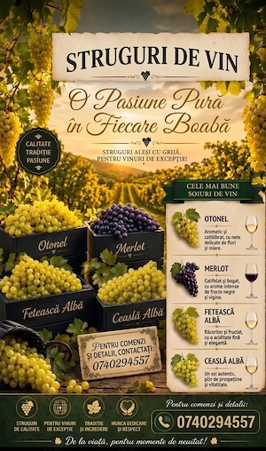Struguri de vin de la producator 