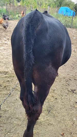 Tăuraș Angus 