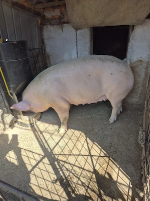 De vanzare porci de carne crescuti la tara nu este de ferma. - imagine 2