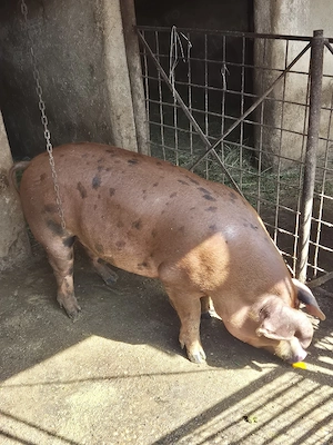 De vanzare porci de carne crescuti la tara nu este de ferma. - imagine 3