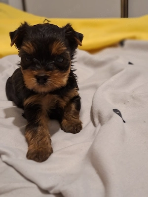 yorkshire terrier baietel  - imagine 2