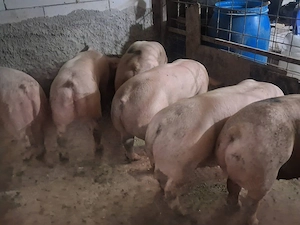 Vând porci de carne.   . - imagine 2