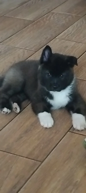 vănd căței Akita inu american - imagine 5