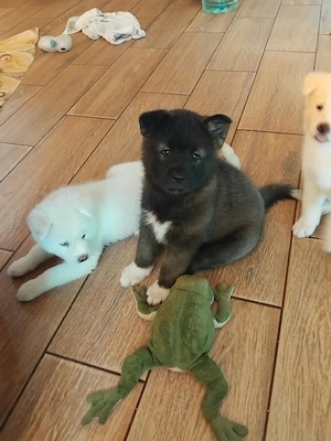 vănd căței Akita inu american - imagine 4