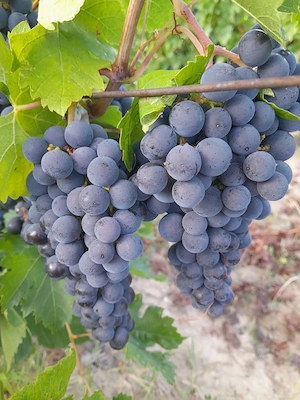 Vând merlot