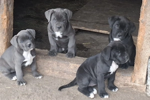 Puiuti cane -corso - imagine 2