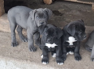 Puiuti cane -corso - imagine 3