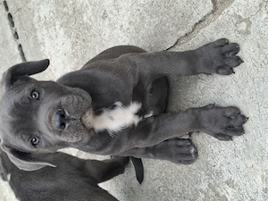 Puiuti cane -corso - imagine 5