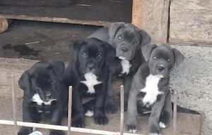 Puiuti cane -corso - imagine 4
