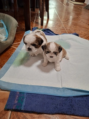 Catei Shih Tzu in varsta de 4 saptamani - imagine 3
