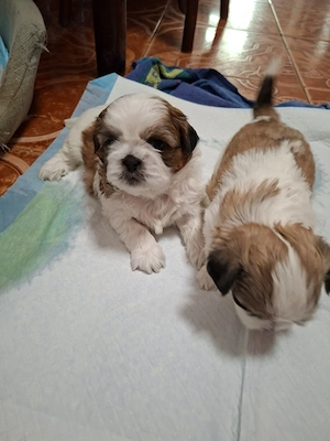 Catei Shih Tzu in varsta de 4 saptamani - imagine 2